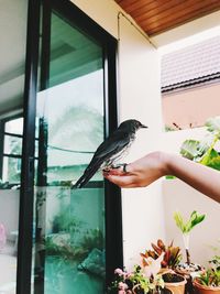 View of bird perching on window