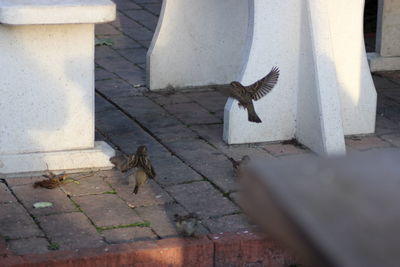 View of pigeon perching
