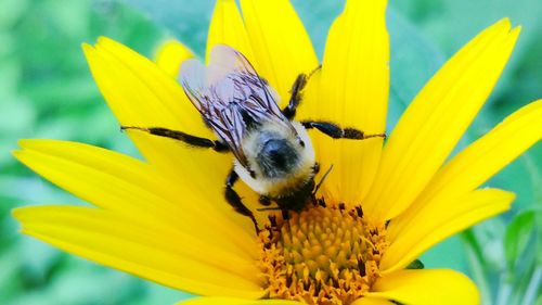 Close-up of insect on yellow flower