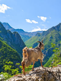Side view of dog standing on mountain