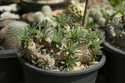 Close-up of potted plant