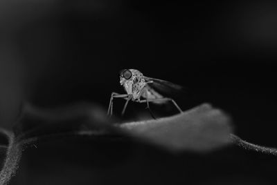 Close-up of butterfly