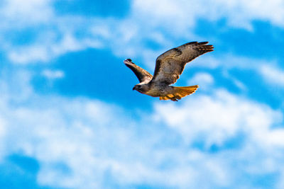 Low angle view of bird flying against sky