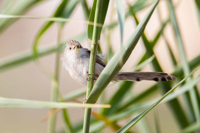 Graceful prinia perched with larvae in beak