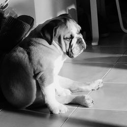 Close-up of dog at home