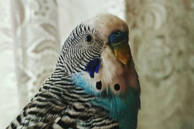 Close-up of parrot perching against wall