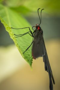 Close-up of insect on web