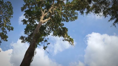 Low angle view of tree against sky