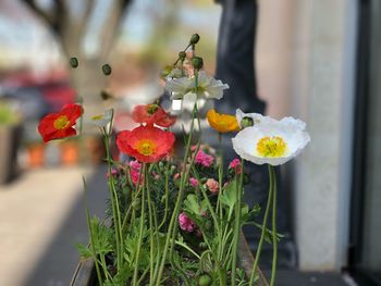 Close-up of flowering plant