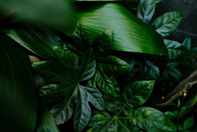 Close-up of fresh green leaves