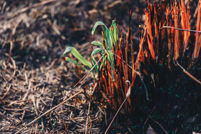 High angle view of plants growing on field