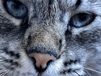 Close-up portrait of a cat