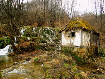 Plants and house by trees in forest