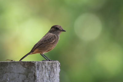 Close-up of bird perching on wood