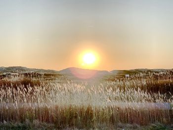 Scenic view of field against sky during sunset