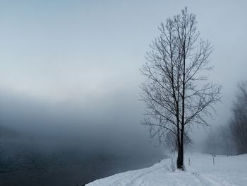 Bare trees on snow covered landscape