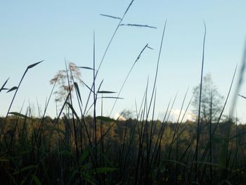 View of wheat field