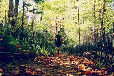 Rear view of man walking in forest