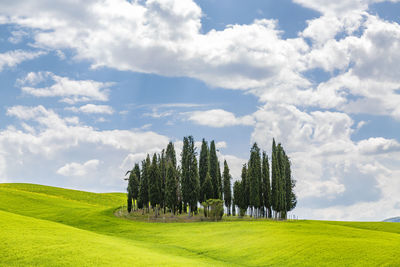 Trees on field against sky