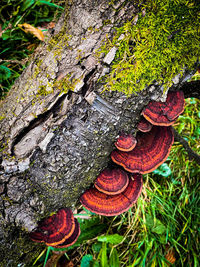 Close-up of tree trunk in forest