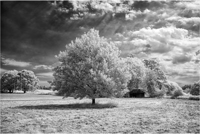 Trees on field against sky