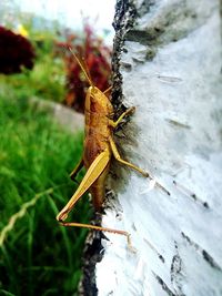 Close-up of insect on wood