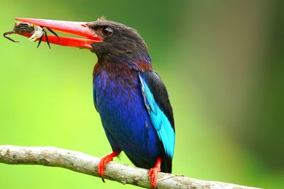 Close-up of bird perching on branch