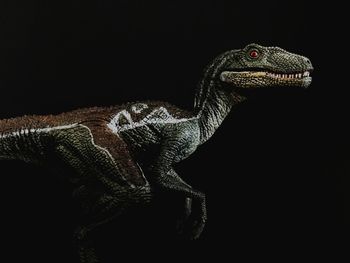 Close-up of a lizard against black background