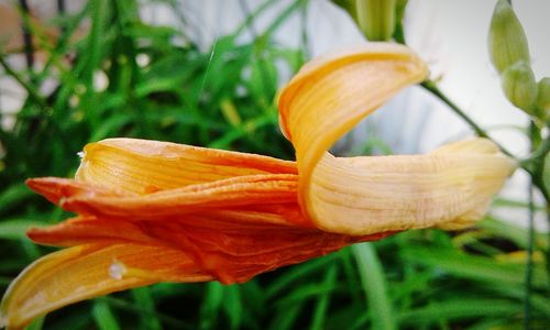 Close-up of orange day lily plant