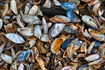 Full frame shot of shells