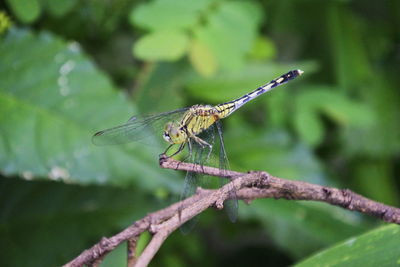 Close-up of dragonfly on plant