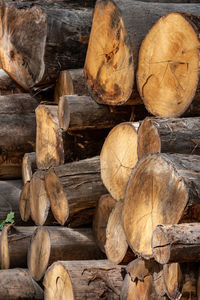 Stack of logs in forest