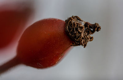 Close-up of strawberry over white background