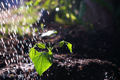 Close-up of raindrops on leaves