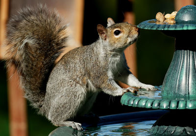 Squirrel looking for peanuts on the fountain