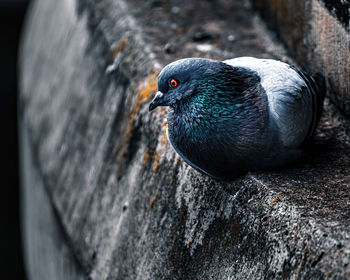 Close-up of pigeon perching on wood