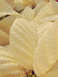 Close-up of bread in plate