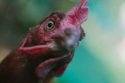 Close-up of a bird