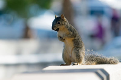 Full length of a squirrel