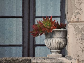 Close-up of potted plant on window