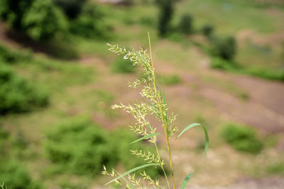 Close-up of flowering plant on land