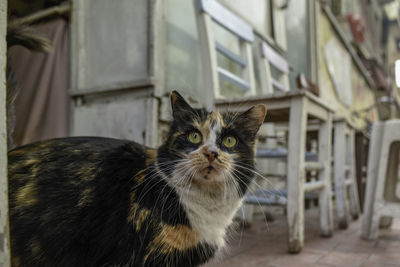 Portrait of cat looking outdoors