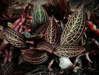 High angle view of succulent plant