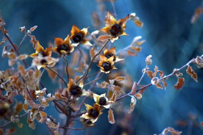 Close-up of flowering plant on branch