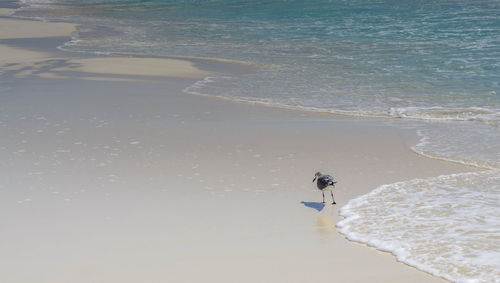 High angle view of man on beach