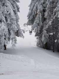 Trees on snow covered mountain against sky