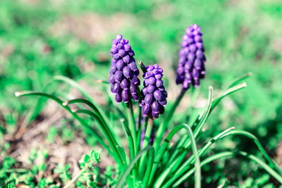 Grape hyacinths in spring landscape in stunning shades of green