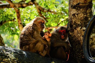 Wild monkeys sitting on branch