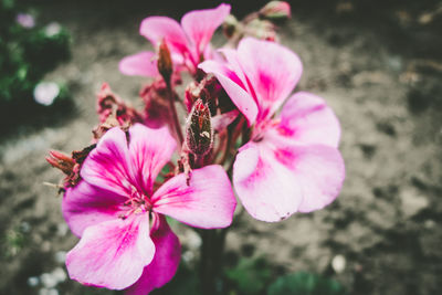 Close-up of pink flowering plant