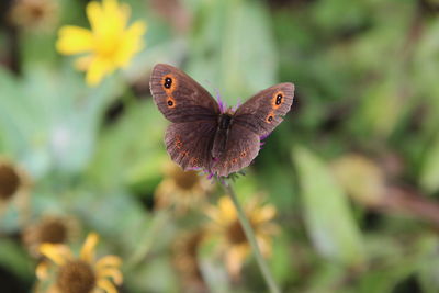 Close-up of butterfly pollinating on flower